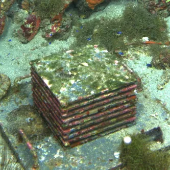 A square box made of stacked layers sits on sand next to rocks covered in orange, yellow, and burgundy encrusting patches. Tiny electric blue colored fish swim around the box.