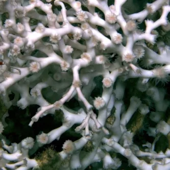 Coral with crustaceans