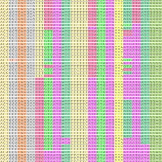 A rainbow-colored grid with letters A, T, C, and G spread across the picture. Unique combinations of three letters share a single color, representing the translation of DNA nucleotides to amino acids.