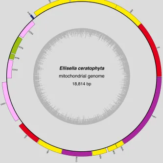 A circular figure with colored bars representing the genes of a mitochondrial genome.