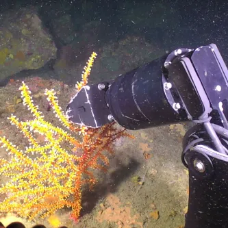 The robotic arm of an underwater remotely operated vehicle selects a branch from a bright orange coral colony growing on a rock in the deep sea