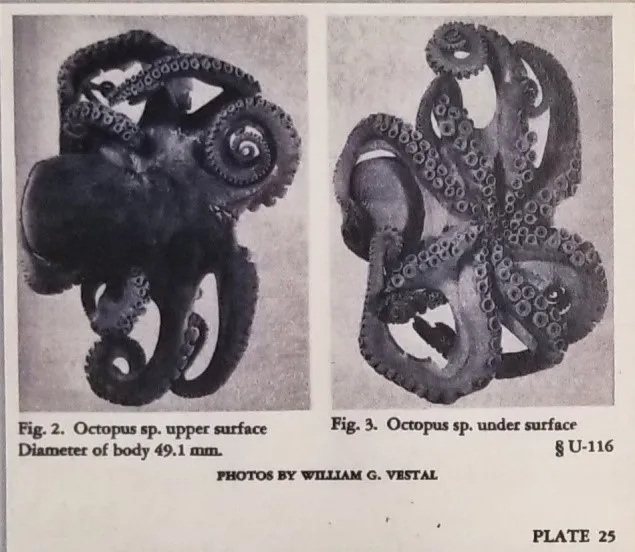 Scans from a book including photographs of an octopus
